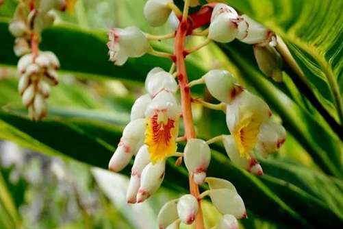 花叶良姜能吃吗？花叶良姜不光貌美还是感冒咳嗽的良药