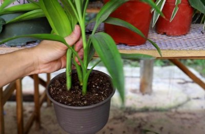 富贵竹水养技巧