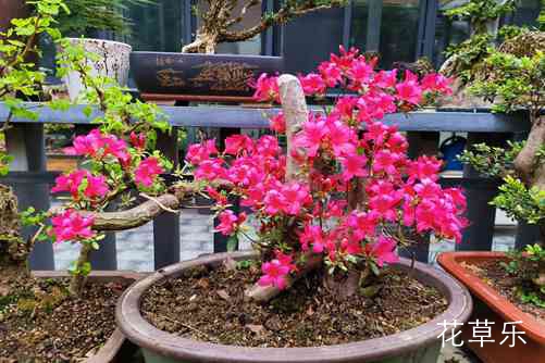 杜鹃花的养殖方法和注意事项，掌握这三点花期长还爆盆