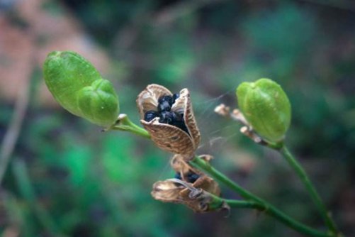 黄花菜的种子多少钱一斤？黄花菜种子只买对的不买贵的