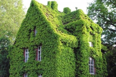 爬山虎的养殖方法和注意事项