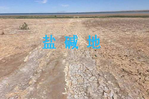 盐碱地适合种什么药材 试试下面这4种药材能帮您开发盐碱地