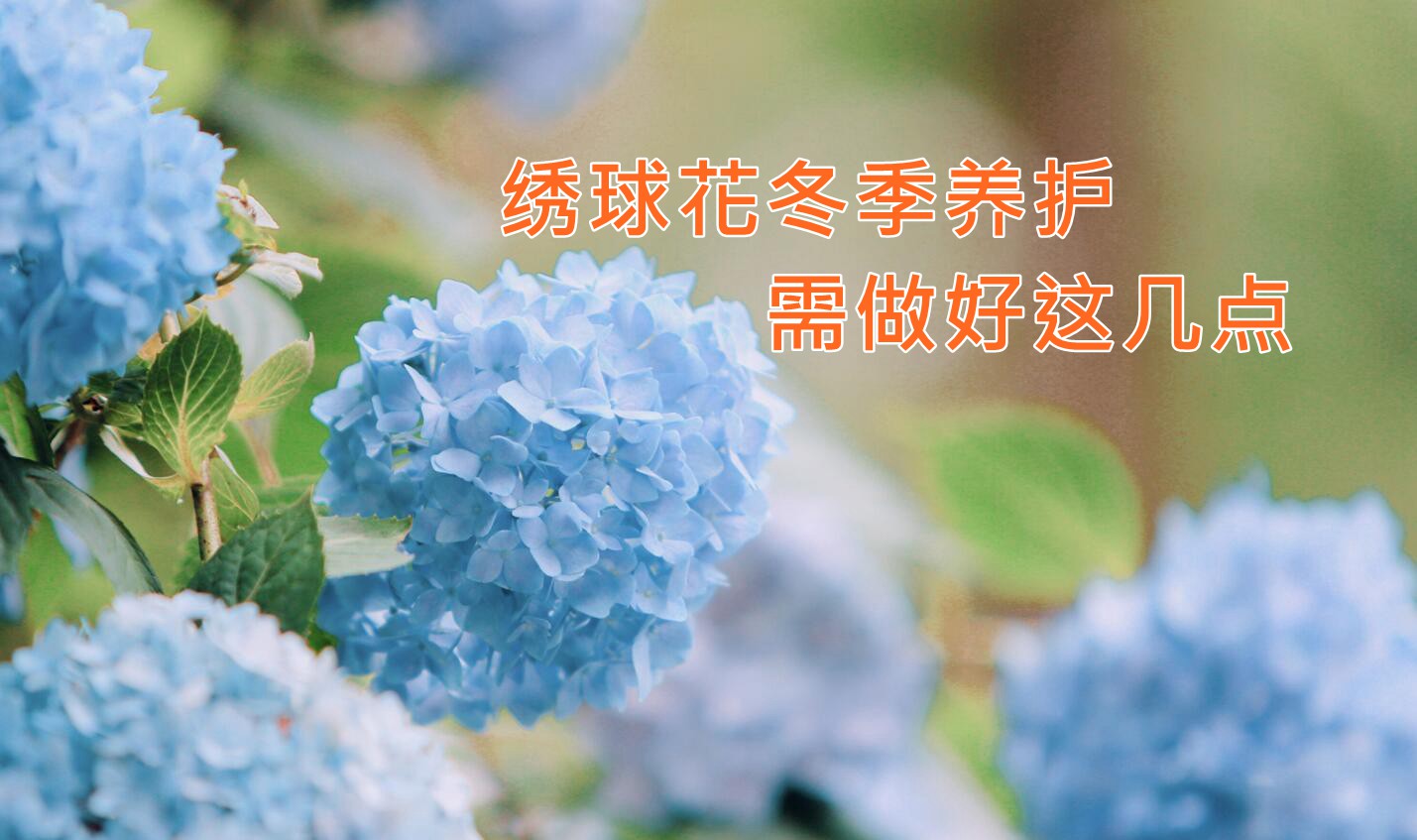 绣球花冬天这样养 来年花色艳丽，爆盆盛开