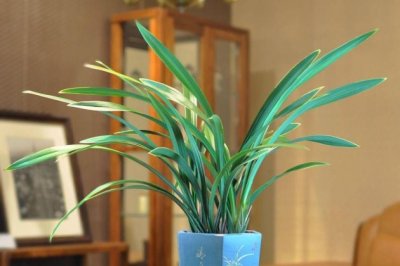 墨兰怎么繁殖？墨兰的繁殖方法详解