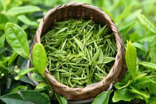 毛尖的功效与作用，常喝毛尖茶的三大好处