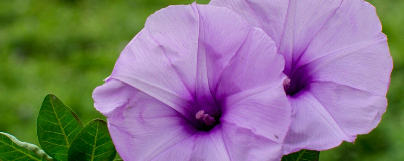 牵牛花要在什么温度下才能生长