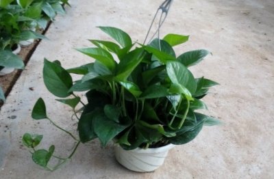 养好绿萝的技巧 让绿萝爆盆的方法