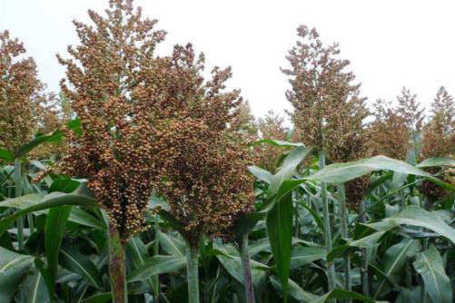 高粱产地在哪里？高粱的种类介绍