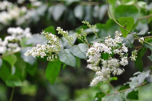 山指甲的养殖方法，山指甲功效与作用介绍