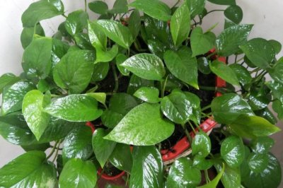 冬天绿萝叶子发黄怎么办？冬季绿萝叶子变黄的原因