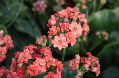 长寿花不开花是什么原因呢