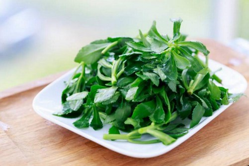 养心菜你认识吗？养心菜一定是你吃了，还想吃的蔬菜