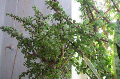 金枝玉叶的养护管理方法常识要点