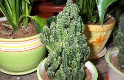 仙人柱怎么养？