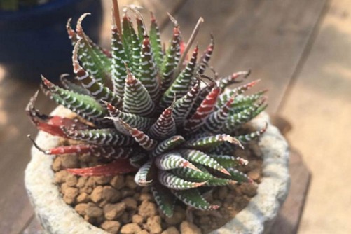 常见的十二卷有哪些？这绝对是最好养的多肉植物