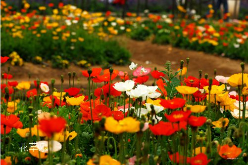 碧血化为江上草，花开更比杜鹃红：虞美人花语及传说