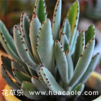 月兔耳怎么养 长得像兔子的耳朵一样的多肉,学会这一点就爆盆