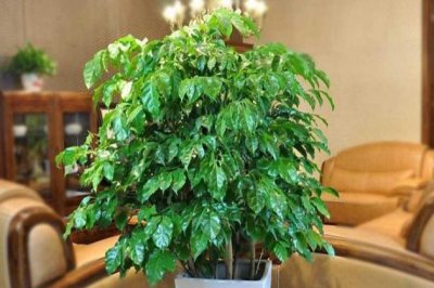 幸福树掉叶子怎么办？幸福树叶子发黄怎么挽救？