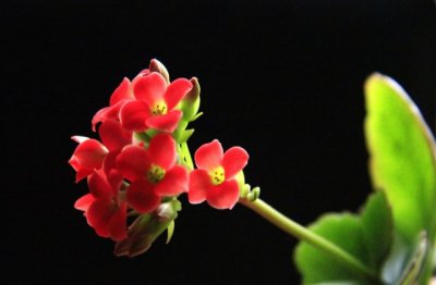 长寿花的栽培方法