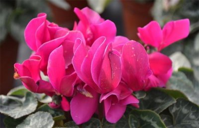 仙客来怎么养？[家庭养法]仙客来的养殖方法和注意事项