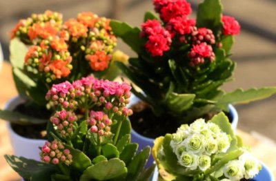 长寿花的养护经验