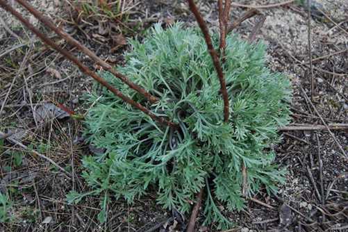 白蒿泡水喝的禁忌，白蒿药用价值极高，但这3种情况却不能吃