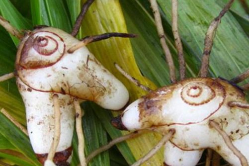 白芨价格多少钱一斤？白芨有祛风湿，活血止痛的功效