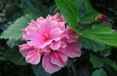 扶桑花怎么养殖方法