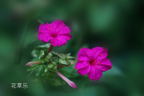 夜里情人：夜来香花语和传说