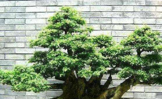 榕树怎么施肥，榕树施肥方法