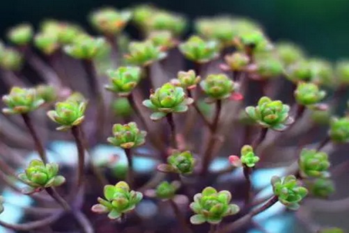 小人祭怎么养殖？简单几招，你的小人祭也会爆盆