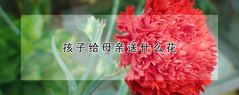 孩子给母亲送什么花
