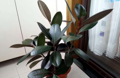 橡皮树打顶后怎么养护