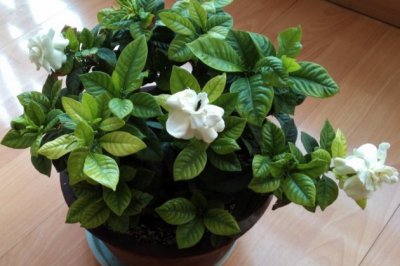 栀子花怎么养才长得好长得快