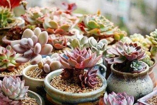 多肉长得比较慢的原因 多肉植物养护这样做,爆盆很容易