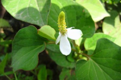 鱼腥草的养殖方法和注意事项