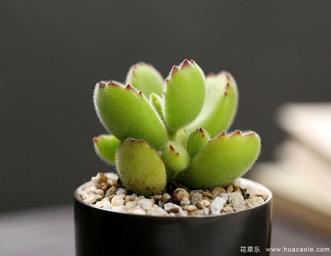 熊童子怎么养，多肉熊童子的种植和养护技巧