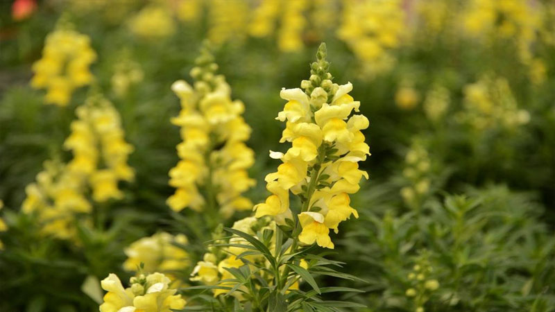 白色金鱼草花语