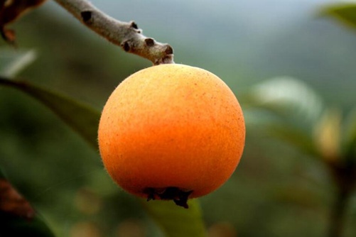 枇杷与荷花玉兰的区别，看完这3点再也不会傻傻分不清