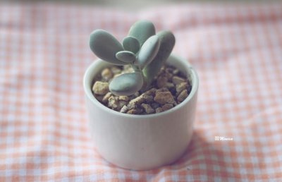 多肉植物乒乓福娘怎么养