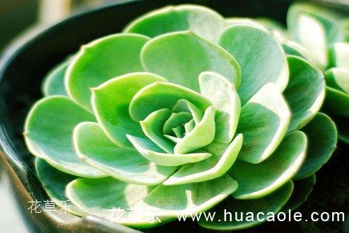 多肉植物怎么养 多肉玉蝶篇