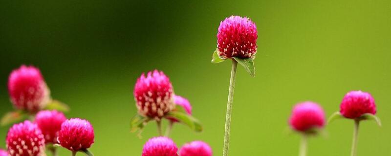 千日红花语和寓意