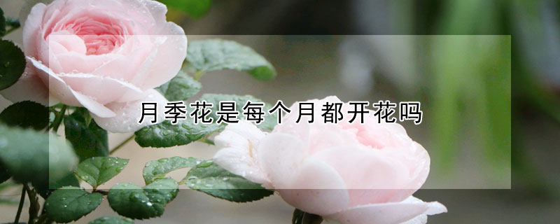 月季花是每个月都开花吗