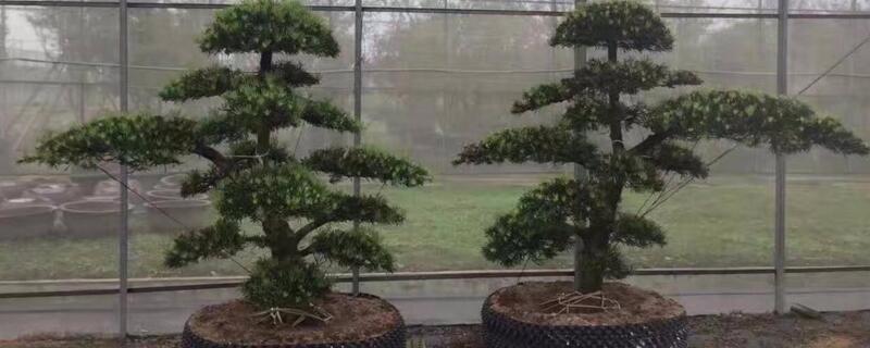 直杆罗汉松怎样造型