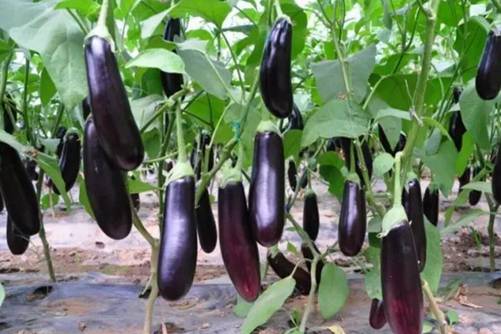 孕妇能吃茄子吗，家有孕妇的要注意茄子的这些食用禁忌