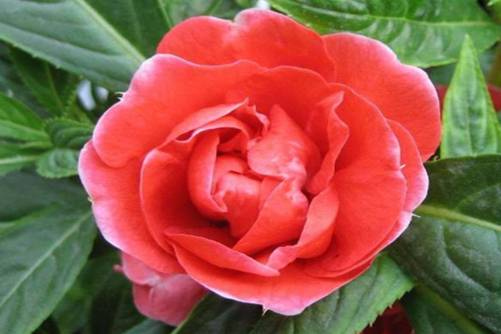 茶花凤仙怎么养？茶花凤仙 优美身姿娇艳花 纤纤玉指染颜色