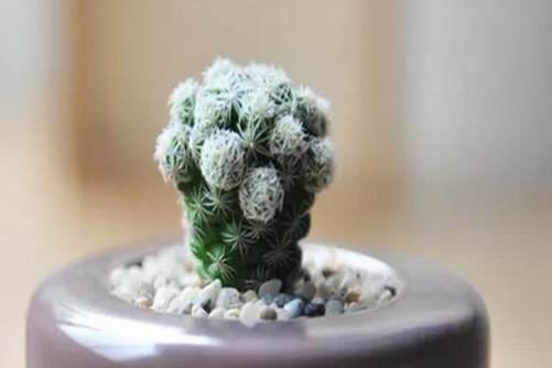 银手指怎么养？银手指 喜欢我可以，但别摸我