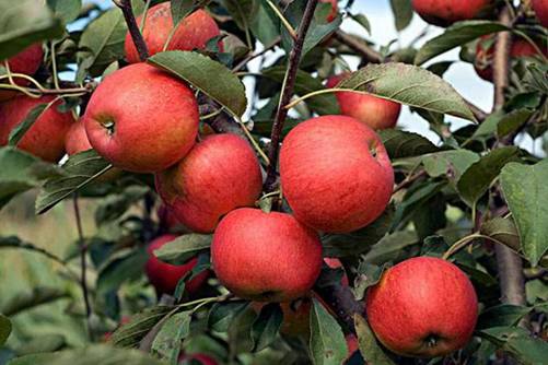 苹果的热量是多少，一个苹果的热量是2片面包的四分之一