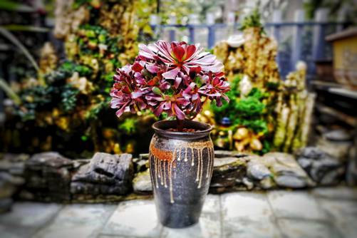 新手怎么种植多肉植物？多肉植物新手入门必读