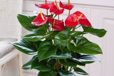 红掌怎么养才能开花更多更旺盛